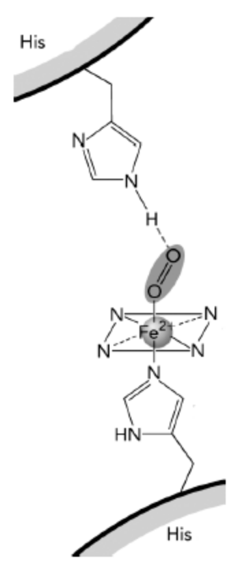 <p>Oxygen binding to the heme group in hemoglobin initiates a series of events that mediate cooperative binding of additional oxygen molecules to the hemoglobin tetramer. Put the following steps in the correct order.</p><p></p><p>__<span>F helix movement alters hemoglobin structure.</span></p><p><span>__Proximal His is pulled closer to the heme group.</span></p><p><span>__Fe</span><sup>2+</sup><span> moves into the plane of the heme group.</span></p><p><span>__O</span><sub>2</sub><span> binds to the Fe</span><sup>2+</sup><span> atom in the heme group.</span></p><p><span>__Fe</span><sup>2+</sup><span>radius is reduced owing to shared electrons.</span></p>