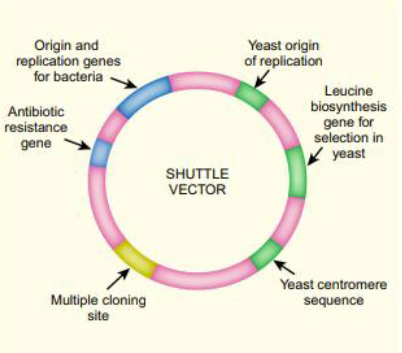 <p>→Origin for species 1</p><p>→Selectable marker for species 1</p><p>→Origin for species 2</p><p>→Selectable marker for species 1</p><p>→Multiple cloning site</p>