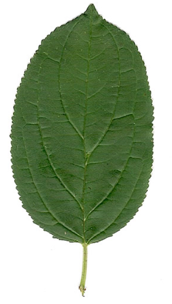 <p>Rhamnus Cathartica</p>