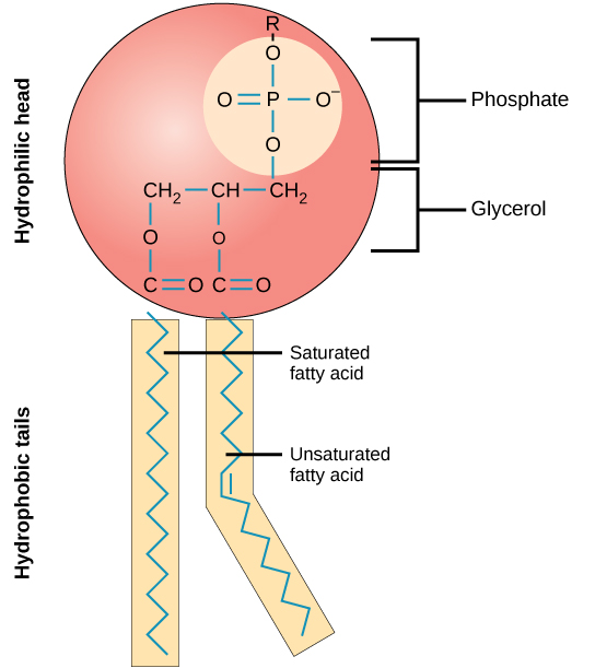 <p>What is unique about phospholipids?</p>