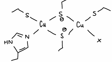 <p>A Cu containing electron transfer site in humans (CuA is found in CCO).</p>