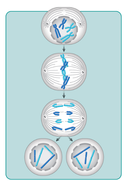 <p>does this depict mitosis, meiosis I, or meiosis II?</p>