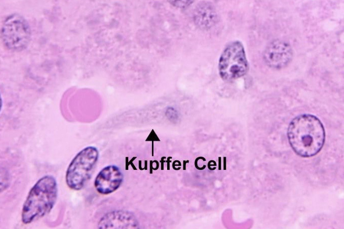<p>macrophage that removes debris and erythrocytes, needs trypan blue</p>