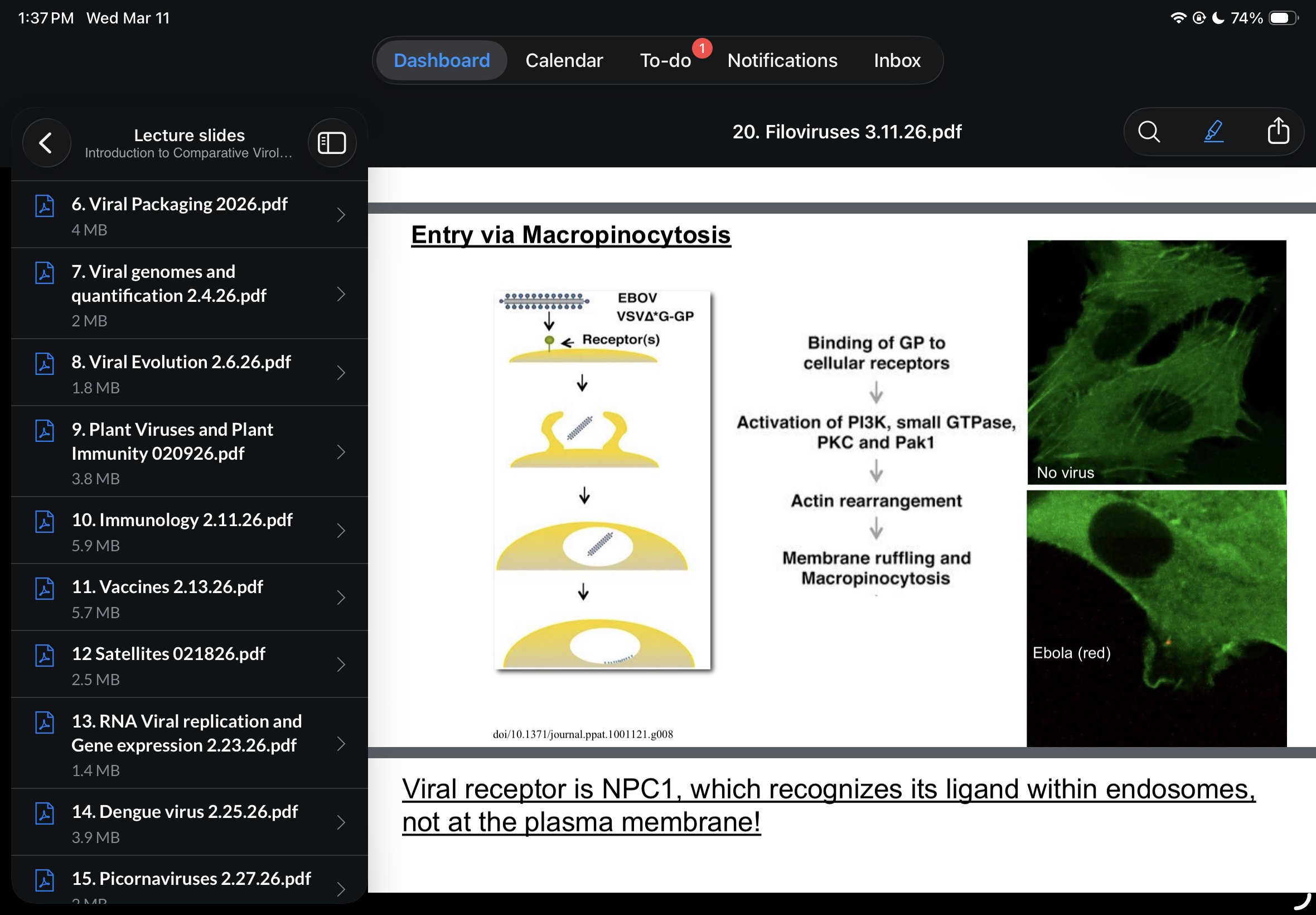 <p>Describe how Ebola virus enters the cell?</p>