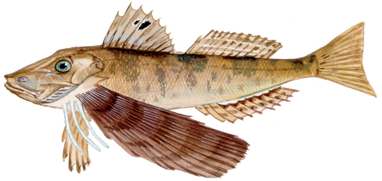 <ul><li><p>wing like pectoral to 2nd dorsal</p></li><li><p><span style="background-color: transparent;">Oscilated spot on first dorsal</span></p></li><li><p><span style="background-color: transparent;">No ventral lines</span></p></li></ul><p></p>