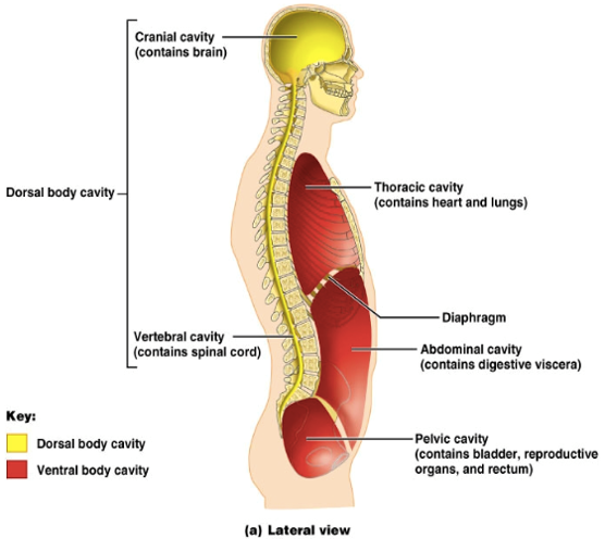<p>vertebral cavity</p>