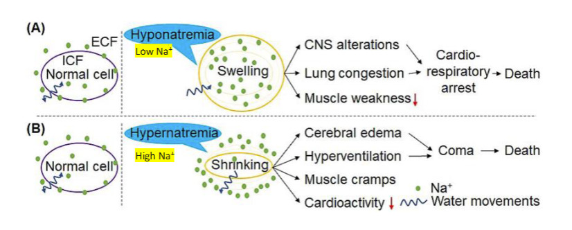 <p>Too high or too low levels of essential minerals that carry an electrical charge in body fluids </p><ul><li><p>Hyponatremia (Low Na+)</p><ul><li><p>Swelling of cell </p></li><li><p>CNS alterations, lung congestion, muscle weakness</p></li><li><p>leads to cardio respiratory arrest and death</p></li></ul></li><li><p>Hypernatremia (High Na+)</p><ul><li><p>Shrinking of cell </p></li><li><p>Cerebral edema, hyperventilation, muscle cramps, lower cardioactivity </p></li><li><p>leads to coma and death</p></li></ul></li></ul><p></p>