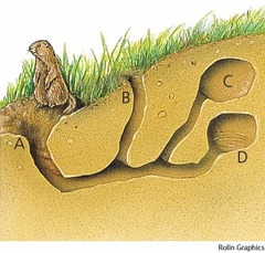 <p>holes in the ground made by animals</p>
