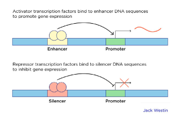 <ul><li><p class="Paragraph SCXW15971717 BCX8" style="text-align: left;"><span style="line-height: 20.925px;">Transcriptional Activator – a protein that binds to an enhancer sequence which stabilizes the interaction btwn the general transcription factors and increase transcription/the amt of mRNA made from the gene&nbsp;</span></p></li></ul><ul><li><p class="Paragraph SCXW15971717 BCX8" style="text-align: left;"><span style="line-height: 20.925px;">Transcriptional Repressor – a protein that binds to a silencer sequence and inhibits the interaction btwn the general transcription factors and decrease transcription/the amt of mRNA made from the gene</span></p></li></ul><p></p>