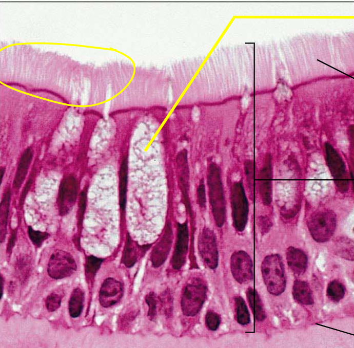 <p>the yellow line is pointing to what strucutre?</p>