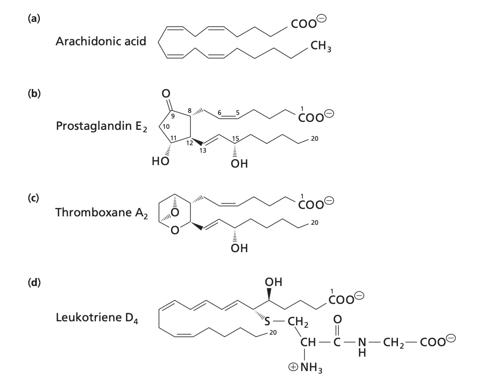 <p>Prostaglandins: eicosanoids that have a cyclopentane ring.</p><p>E2: causes vonstriction of blood vessels. and thromboxane A2 is involved in the formation of blood clots. </p>