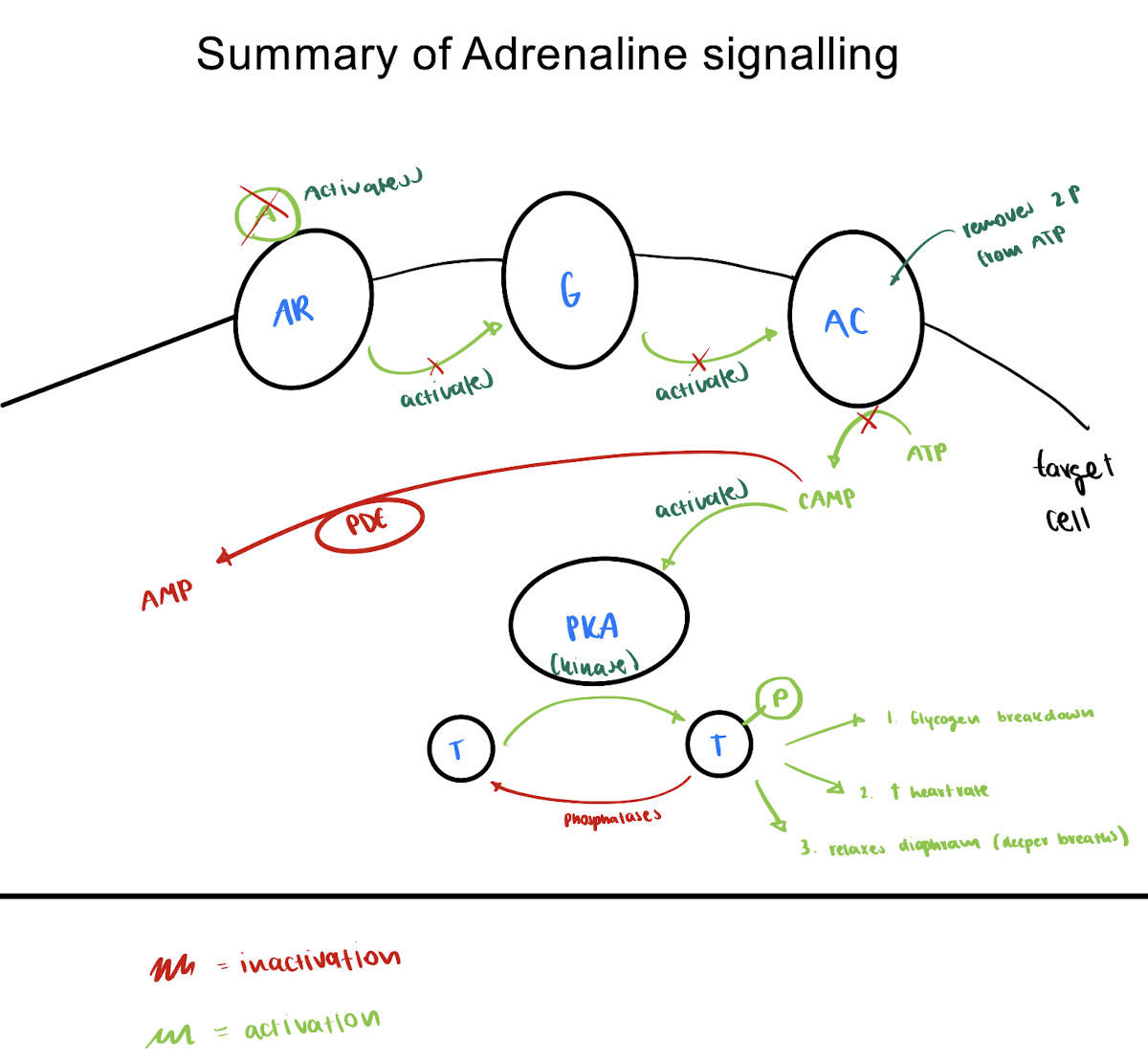 <ol><li><p><strong>remove adrenalin outside cells</strong></p></li></ol><p>         via: diffusion, degradation, &amp; uptake </p><p></p><ol start="2"><li><p><strong>breakdown of cAMP inside cells</strong></p></li></ol><p>         via: phosphodiesterase (PDEs)</p><p>                   mech: cAMP -PDE→ AMP</p><p></p><ol start="3"><li><p><strong>removal of phosphates from target protein </strong></p></li></ol><p>        bc: phosphatases always have low activity </p><p></p>