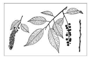 <p>Identify the species</p>