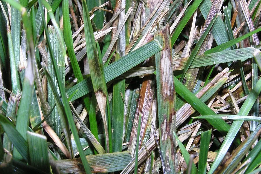 <p>Rhizoctonia solani  Turf</p>
