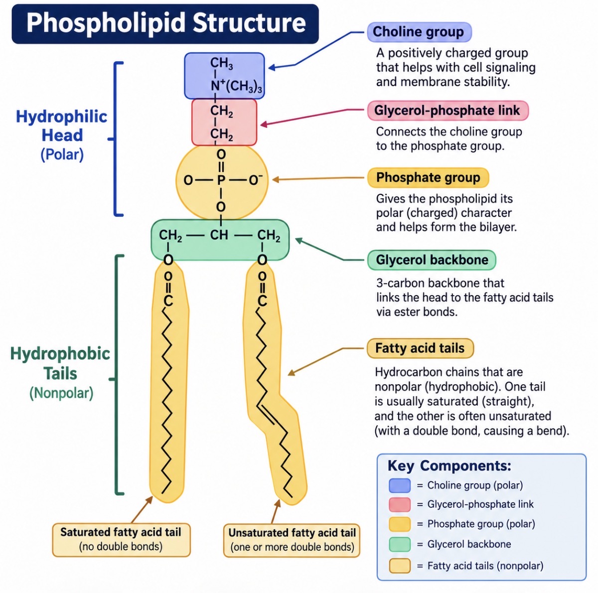 <p><span><strong>Why important:</strong> Phospholipids form the <strong>cell membrane’s bilayer</strong>, creating a barrier that controls what enters and leaves the cell.</span></p><p><span><strong>Difference from triacylglycerol:</strong></span></p><ul><li><p><span><strong>Phospholipid:</strong> 2 fatty acid tails + phosphate head → makes membranes.</span></p></li><li><p><span><strong>Triacylglycerol:</strong> 3 fatty acid tails → mainly stores energy.</span></p></li></ul><p></p>