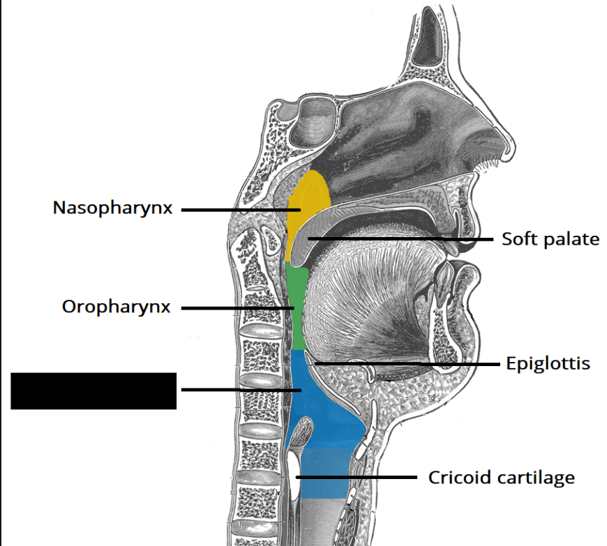 <p><span style="background-color: transparent;">The most inferior portion of the pharynx. Extends from the tip of the epiglottis to the larynx. Lines with stratified squamous epithelium.</span></p>