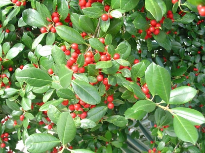 <ul><li><p><strong>type</strong>: evergreen tree</p></li><li><p><strong>form/texture</strong>: pyramidal form, medium texture</p></li><li><p><strong>height</strong>: 40’ tall</p></li><li><p><strong>spread</strong>: 20’ wide</p></li><li><p><strong>sun</strong>: full sun</p></li><li><p><strong>foliage</strong>: simple leaves, rounded leaf, alternately arranged, terminal spine on tip of leaf</p></li><li><p><strong>fruit/edible/wildlife</strong>: berry producer (female only)</p></li><li><p><strong>ornamental bark/branching</strong>: can be multi-trunked</p></li></ul><p></p>