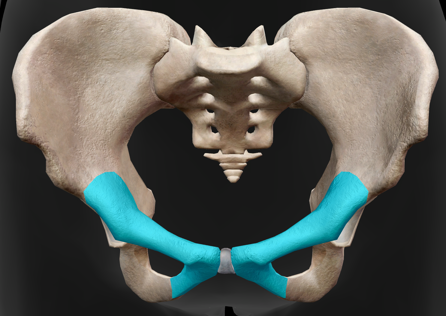 <p>Identify the bone of the pelvis that is highlighted in the image</p>
