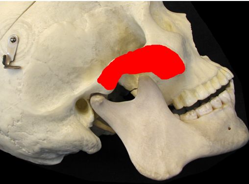 <p>What is the red-lighted region, is it an origin/insertion, and for what muscle?</p>