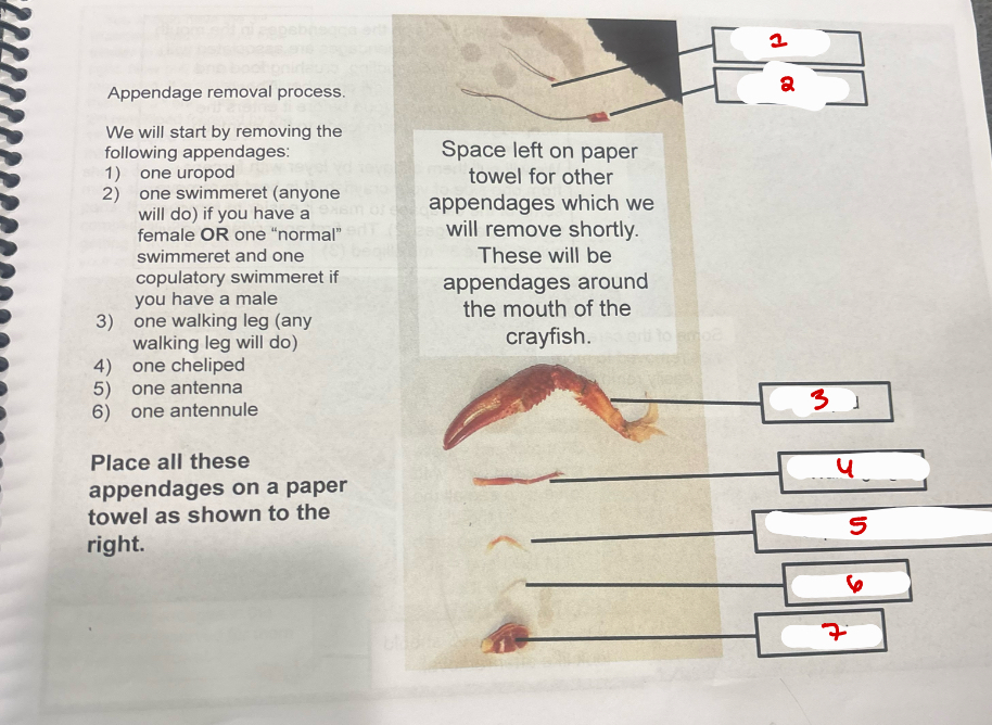 <p>Appendage Removal</p>
