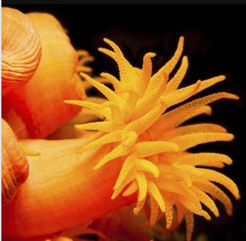 <p>Which phylum and class does this belong to</p>