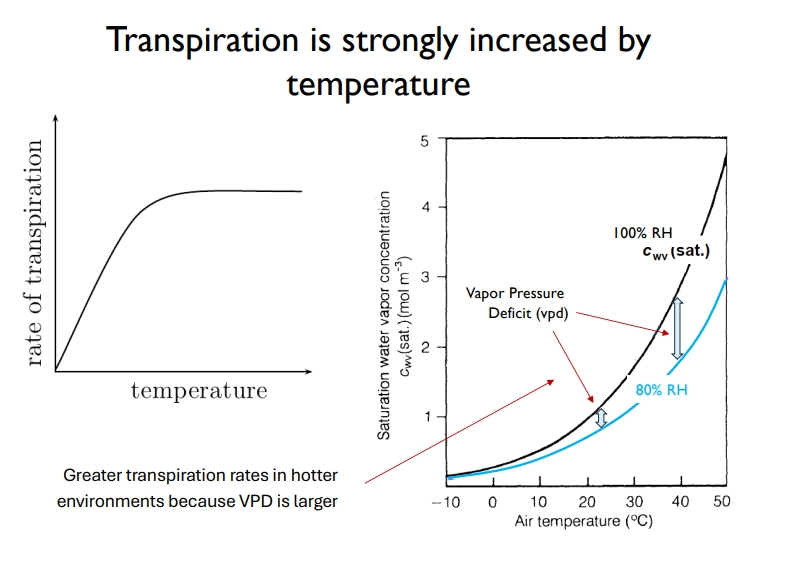<ul><li><p>as <strong>temperature increases</strong>, the atmosphere has <strong>more capacity</strong> to hold water vapour (non-linear relationship)</p></li><li><p>at <strong>higher </strong>air temperatures, the <strong>difference </strong>between the <strong>maximum </strong>theoretical humidity and the <strong>real </strong>humidity is greater- <strong>greater vapour pressure deficit</strong></p></li><li><p>this increases transpiration</p></li></ul><p></p>
