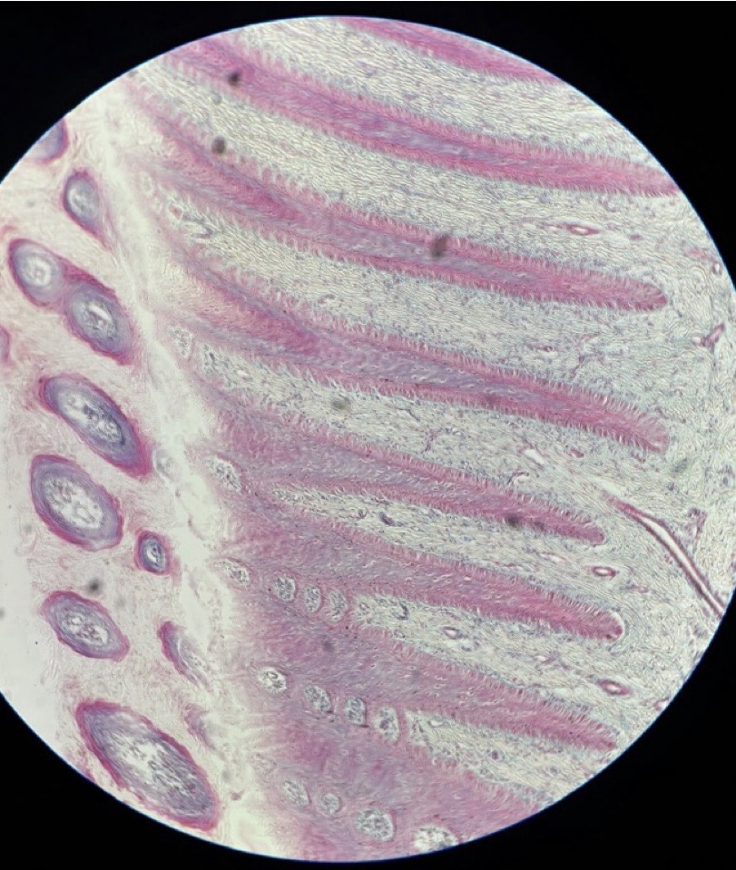 <p>Structure characterized by horn tubules and dermal lamela.</p>