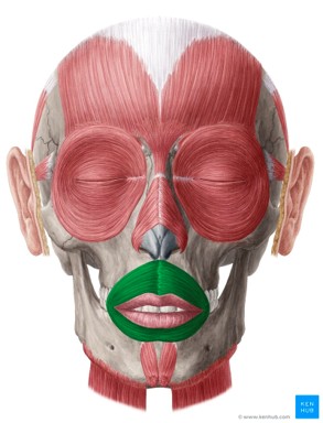 <p>Closes the lips (VII Facial).</p>