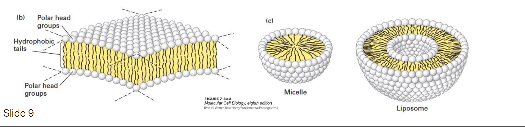 <ul><li><p><span>The trilaminar structure is a lipid bilayer.</span></p></li><li><p><span>The plasma membrane is about 6 nm thick—very consistent between cell types.</span></p></li><li><p><span>The lipid bilayer is made up of phospholipids</span></p></li></ul><p></p>