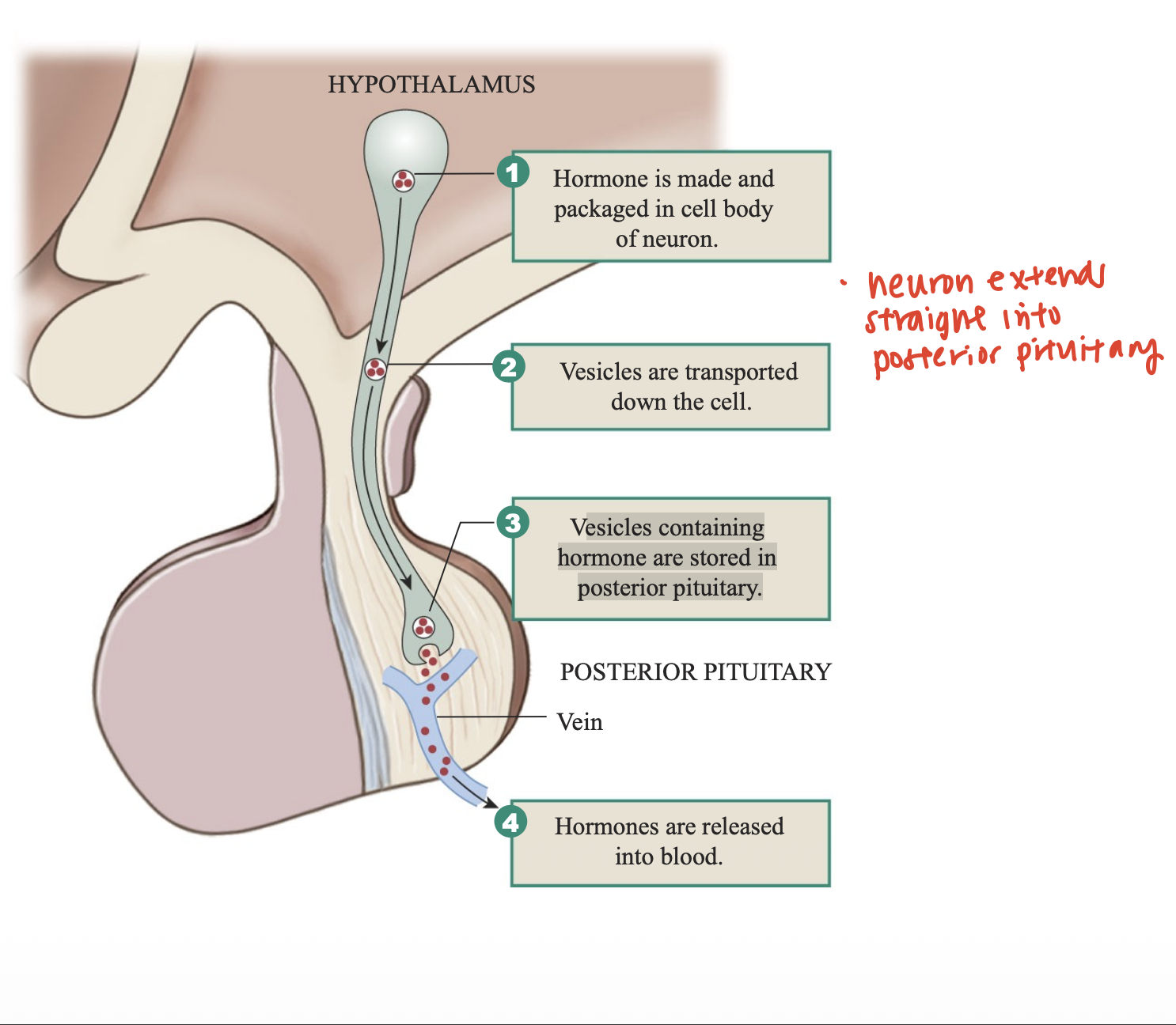 <p>What of the steps from hypothalamus to the pituitary gland </p>