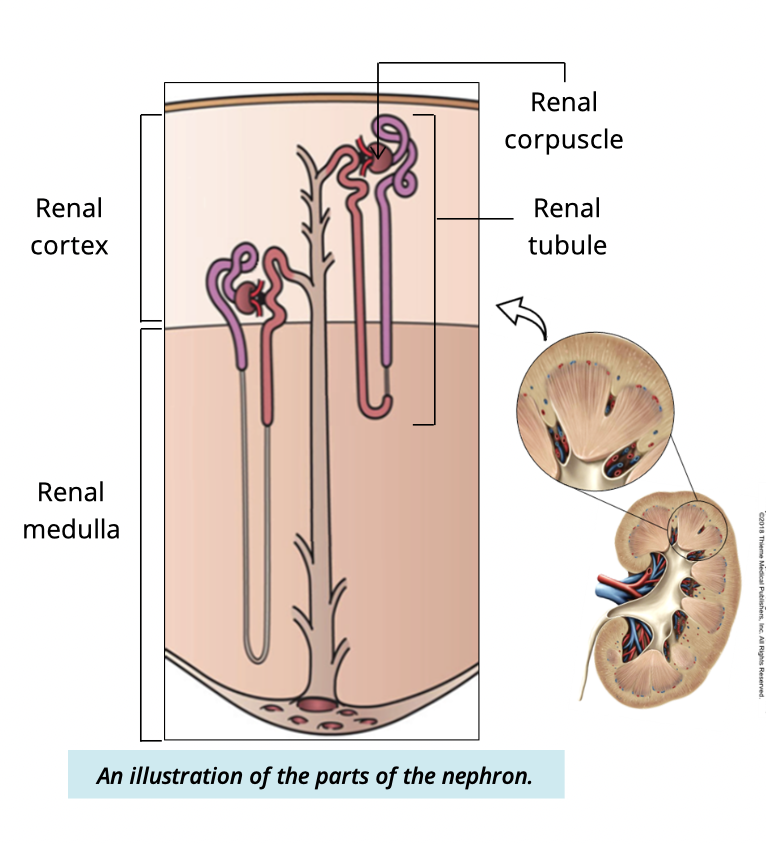 <ul><li><p>renal corpuscle</p></li><li><p>renal tubule </p></li></ul><p></p>