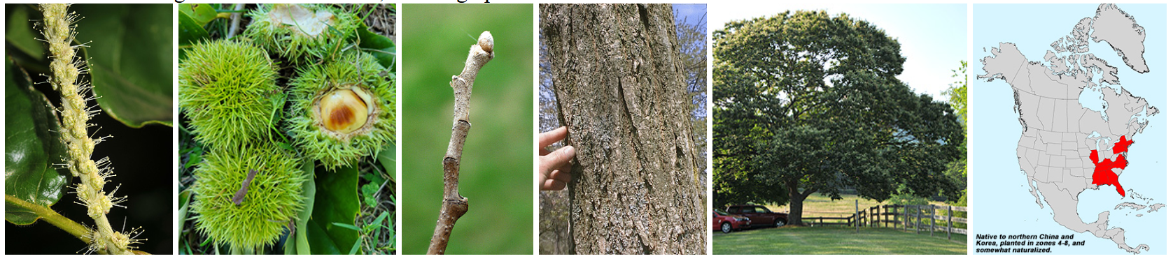<p>dull buds, big spiky burr husk fruits, not perfectly straight</p>