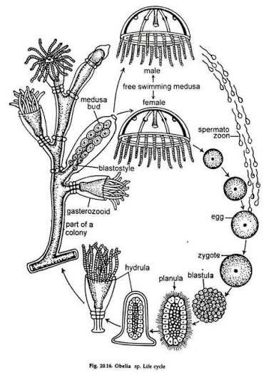 <p>class of medusozoa which is subphyla of cnidarians; usually polyp dominant and colonial; just like jellyfish but not</p>