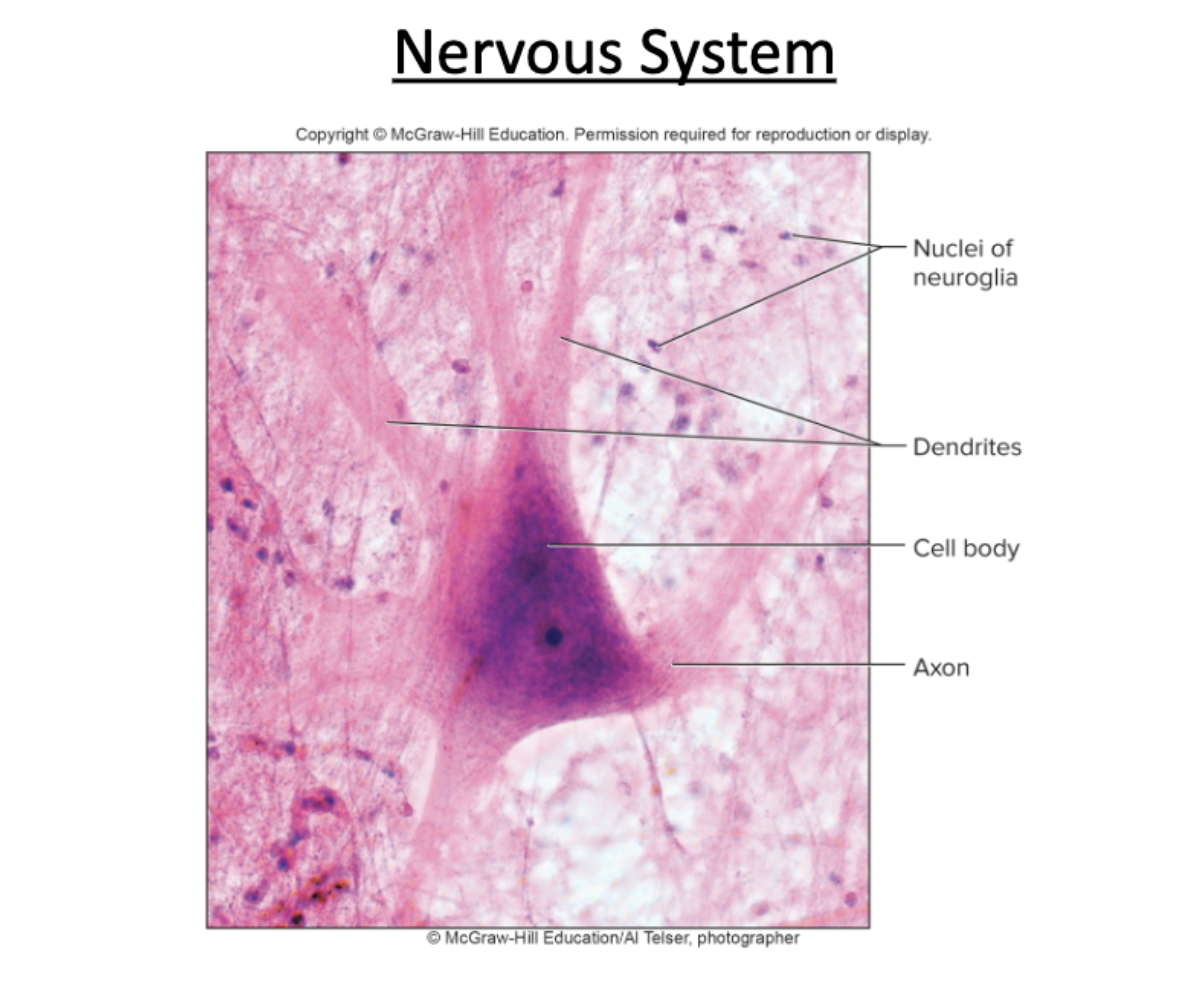 <p>What are glial cells? (Or neuroglia)</p>