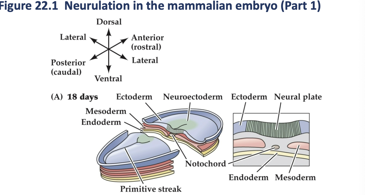 <p>Nuerlation in the mammalian embryo part 1</p>