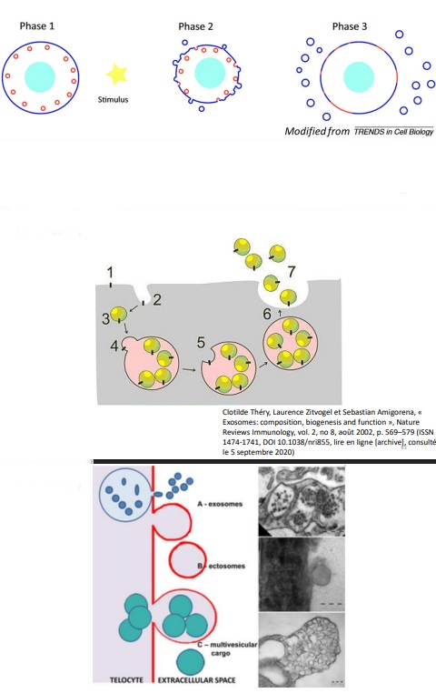 <p>Processus par lequel une cellule libère des substances à l'extérieur.</p><p>Rôle : </p><ul><li><p>Élimination des déchets. </p></li><li><p>Fonctions de signalisation et de régulation (fonctions nerveuses et endocrines). </p></li><li><p>Renouvellement de la membrane cytoplasmique. </p></li><li><p>Production de macromolécules qui auront un rôle à l'extérieur de la cellule.</p></li></ul><p>Exemples de composants membranaires ou extracellulaires : </p><ul><li><p>Récepteurs membranaires, </p></li><li><p>Matériel de construction de paroi, </p></li><li><p>Molécules de la matrice extracellulaire, </p></li><li><p>etc.</p></li></ul><p></p>