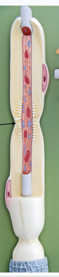 <p>What is this ?</p>