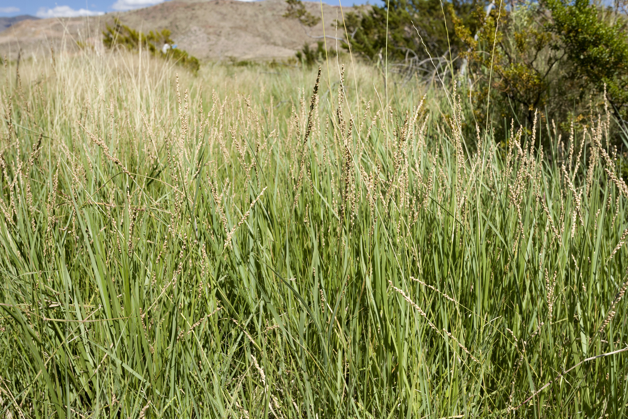 <p>vinemesquite (Hopia obtusa)</p>