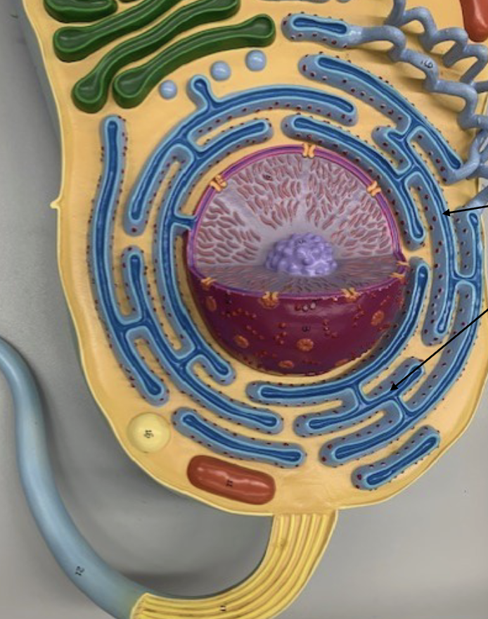 <p>What Organelle is this ?</p>