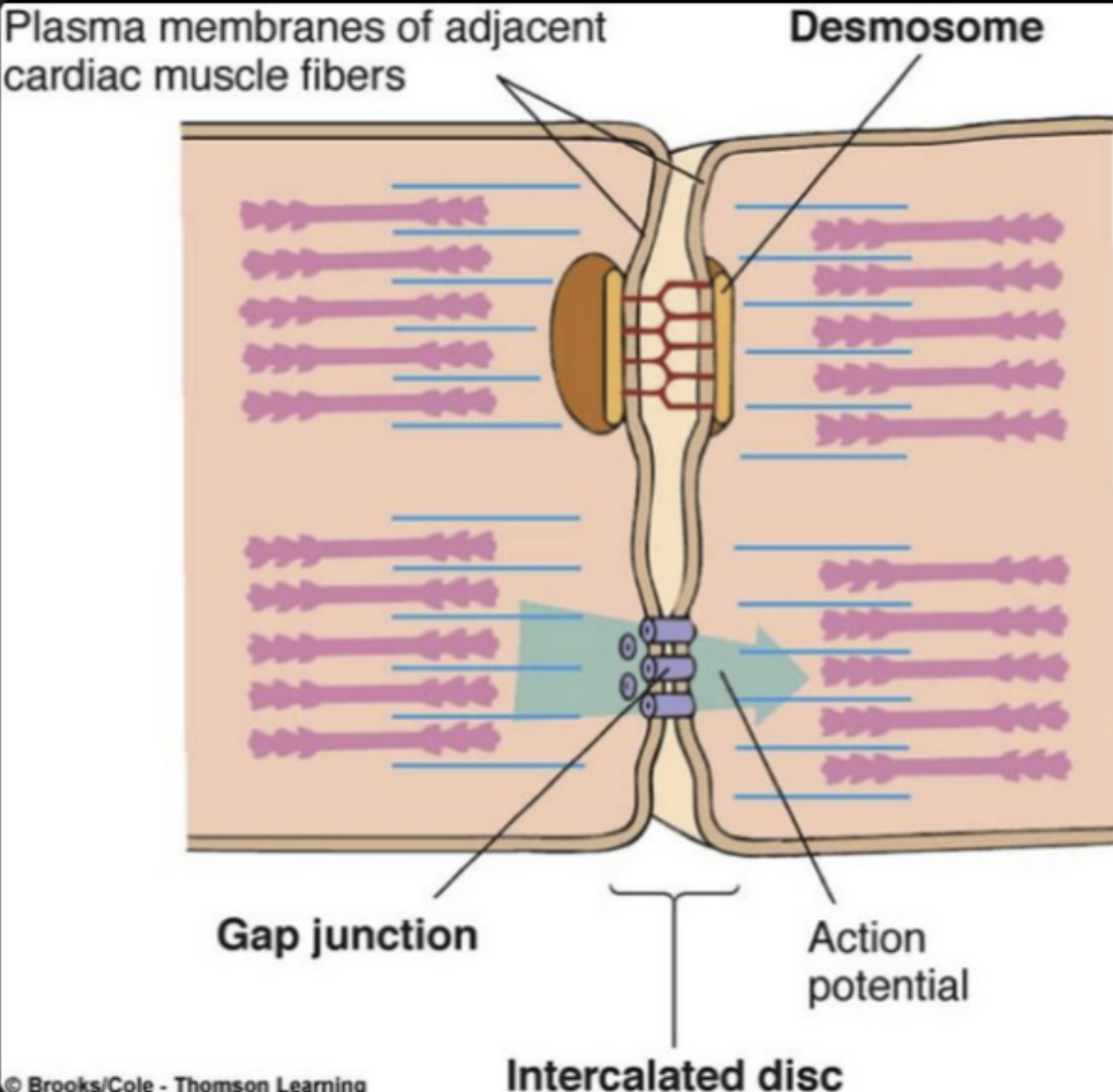 <p>Structure</p><ul><li><p><strong>Striated cells</strong> → contain proteins that cause contractions</p></li><li><p><strong>Short, branched cells</strong> → form a connected network</p></li><li><p><strong>Intercalated discs</strong> (join cells):</p><ul><li><p><strong>Desmosomes</strong> → hold the myocytes together</p></li><li><p><strong>Gap junctions</strong> → allow ions &amp; electrical signals to pass through the membrane</p><ul><li><p>Cardiac cells can contract simultaneously due to rapid flow of action potentials between the cardiac myocytes</p></li></ul></li></ul></li></ul><p></p><p>Relationship to Function</p><ul><li><p><strong>Striations → strong contractions</strong> to pump blood</p></li><li><p><strong>Branching network → rapid spread of contraction</strong></p></li><li><p><strong>Desmosomes → prevent cells pulling apart</strong> during forceful beats</p></li><li><p><strong>Gap junctions → fast electrical communication</strong>, so cells contract together</p></li></ul><p></p><p></p><p>Important: Cardiac myocyte = cardiac muscle cells</p>