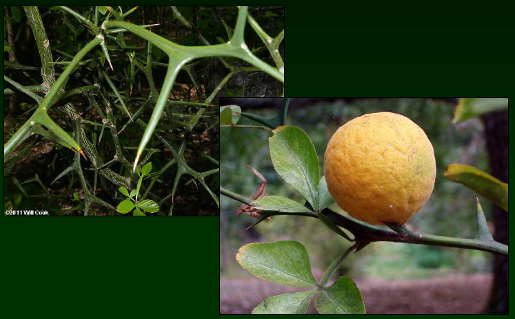 <p>•</p><p>Rutaceae</p><p>•</p><p>SE Asia</p><p>•</p><p>Common rootstock</p><p>•</p><p>Key Characters:</p><p>•</p><p>Thorns!!</p><p>•</p><p>Trifoliate leaves</p>