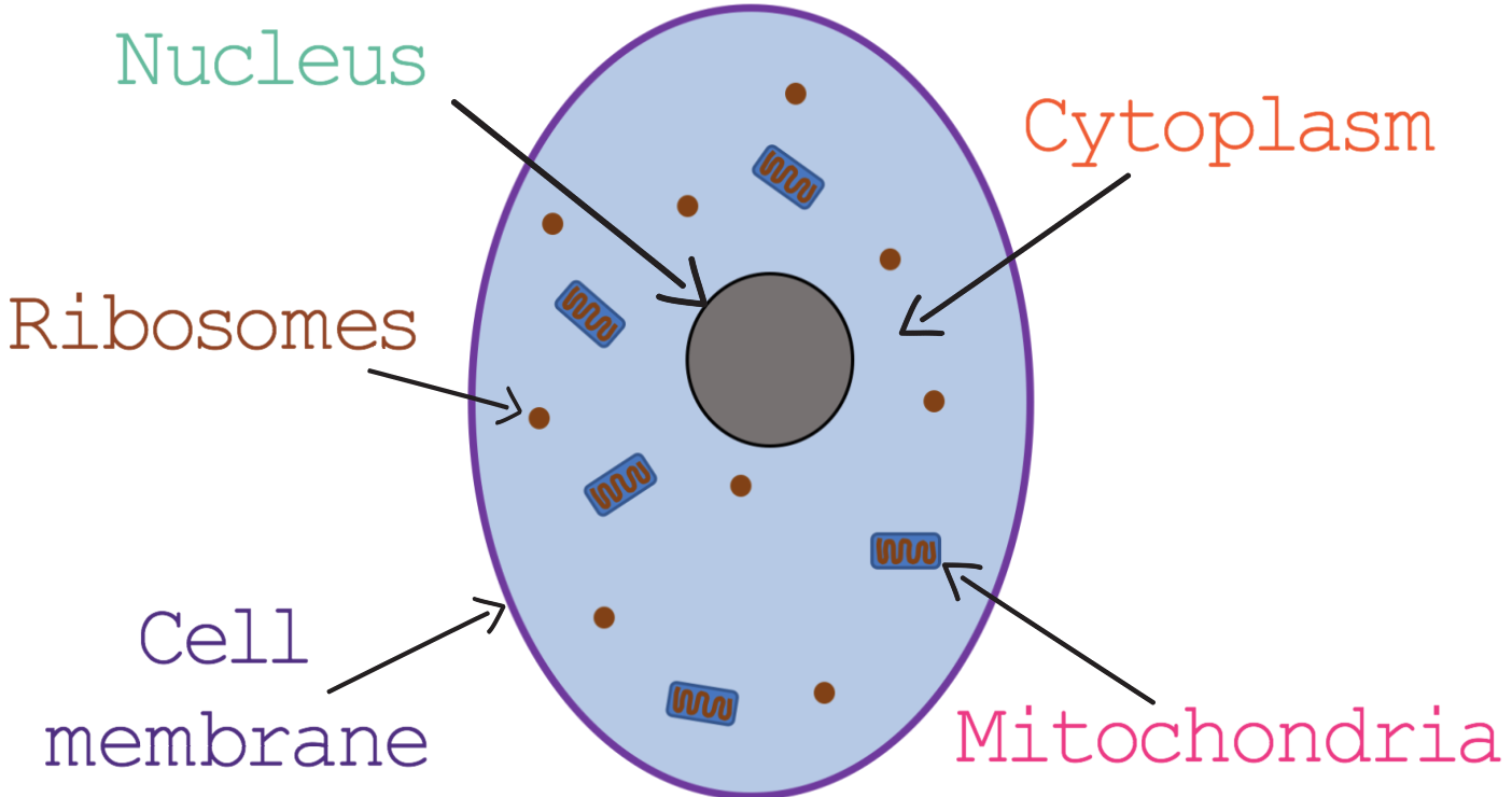 <p>A eukaryotic cell is a complex cell that can be a unicellular or (usually) part of a multicellular organism</p>