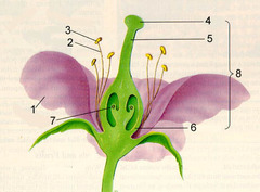 <p>Number 5</p>