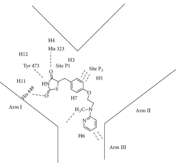 <ul><li><p><strong>Hydrogen bonds</strong> with the <mark data-color="yellow" style="background-color: yellow; color: inherit;">P<sub>1</sub> hydrophilic binding pocket</mark> present in <mark data-color="yellow" style="background-color: yellow; color: inherit;">arm I</mark> of the active site</p></li><li><p><mark data-color="green" style="background-color: green; color: inherit;">Lipophilic tail</mark> binds to <mark data-color="yellow" style="background-color: yellow; color: inherit;">binding sites in arm II and arm III</mark> via:</p><ul><li><p><strong>Hydrophobic interactions</strong></p></li><li><p><strong>π–π stacking</strong></p></li></ul></li><li><p><span>The <mark data-color="blue" style="background-color: blue; color: inherit;">aliphatic linking chains</mark> act as spacers in order to <strong>orientate</strong> the <mark data-color="purple" style="background-color: purple; color: inherit;">acidic TZD head</mark> and <mark data-color="green" style="background-color: green; color: inherit;">lipophilic tail</mark> into their binding pockets.</span></p></li></ul><p></p>