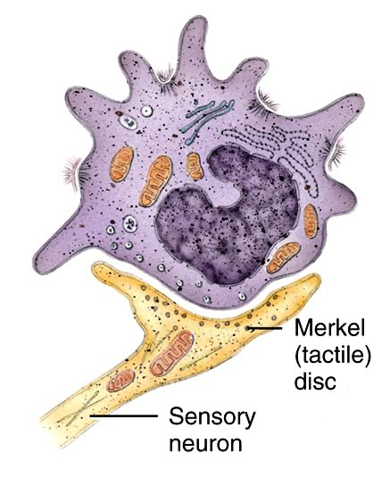 <p>Also known as <strong>Merkel cells</strong>, these specialized <strong>sensory cells located in the <u>stratum basale</u> associate with nerve endings (tactile discs) to detect light touch and fine pressure.</strong></p>