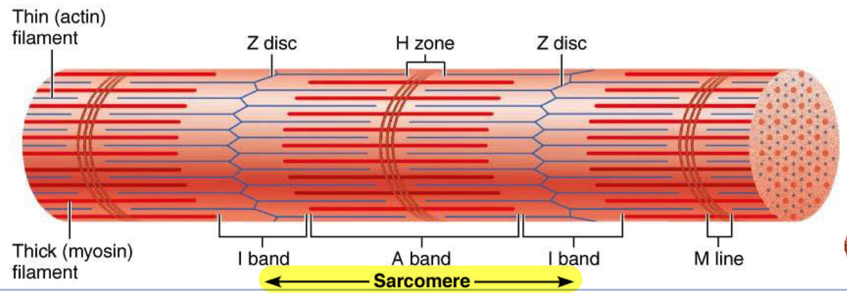 <p>Segments of myofibrils from z-disc to z-disc → functional contractile unit of muscle fiber</p>