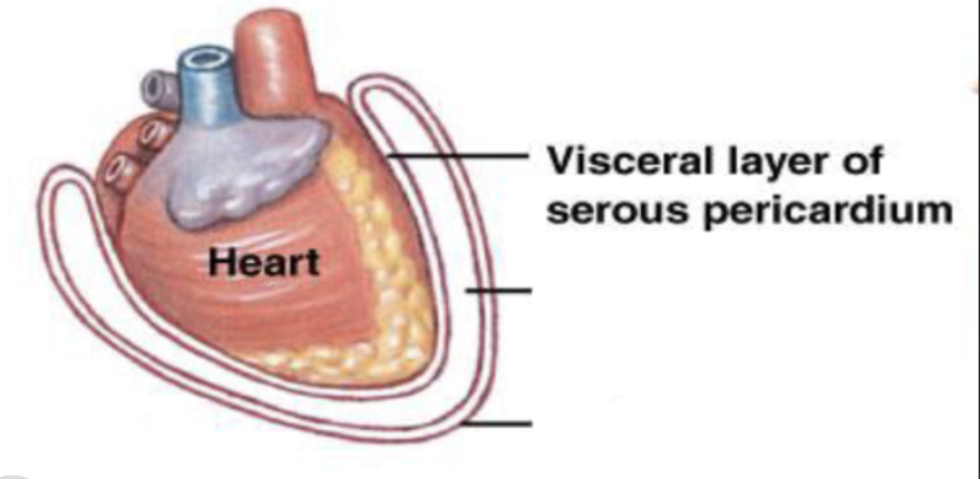 <p>visceral layer of serous pericardium</p>