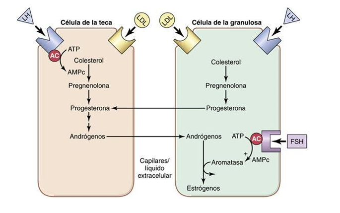 <p><strong>1. CÉLULA DE LA TECA → responde a LH</strong></p><p><span>La LH se une a su receptor en la teca y provoca:</span></p><ol><li><p><span>Entrada de colesterol (desde LDL).</span></p></li><li><p><span>Conversión del colesterol → pregnenolona → progesterona → <strong>andrógenos</strong>.</span></p></li><li><p><span><strong>Los andrógenos salen de la teca</strong> y pasan a la granulosa.</span></p></li></ol><p><span>La teca NO puede producir estrógenos porque no tiene aromatasa.  <br>Su función es fabricar andrógenos.</span></p><div data-type="horizontalRule"><hr></div><p><strong>2. CÉLULA DE LA GRANULOSA → responde a FSH</strong></p><p><span>La FSH activa la <strong>aromatasa</strong> en la granulosa.</span></p><p><span>¿Qué hace la aromatasa?</span></p><p><span data-name="point_right" data-type="emoji">👉</span><span> Convierte los <strong>andrógenos que vienen de la teca</strong> en <strong>estrógenos</strong>.</span></p><p><span>Por eso:</span></p><ul><li><p><span>La granulosa <strong>sí puede producir estrógenos</strong>.</span></p></li><li><p><span>Pero <strong>no puede producir andrógenos</strong>, porque no tiene las enzimas iniciales.</span></p></li></ul><p><strong>Idea clave </strong></p><ul><li><p>LH → teca → andrógenosFSH → granulosa → aromatasa → estrógenos</p></li></ul><p><span>Ninguna célula puede producir estrógenos sola.<br>Necesitan trabajar juntas.</span></p>
