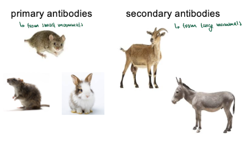<p>primary antibodies : from small mammals</p><p>secondary antibodies : from larger mammals </p>