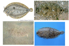 <p>Thor's scaldfish</p>